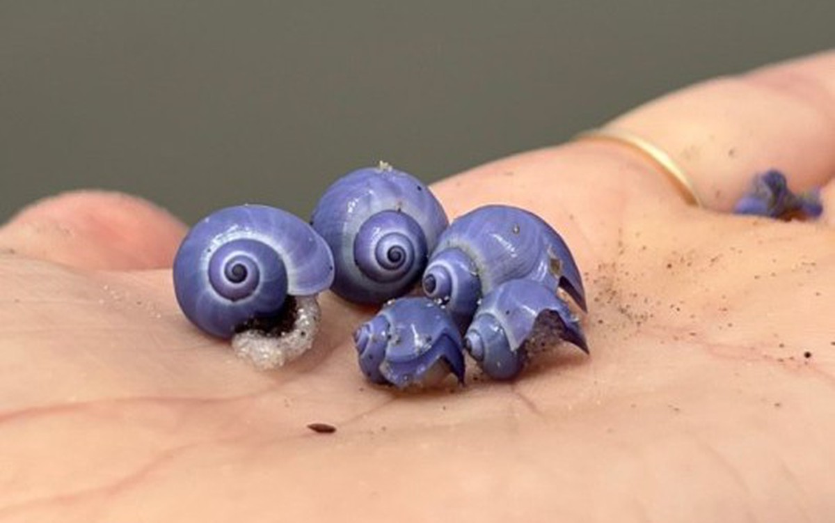 Loài ốc biển màu tím hiếm gặp trôi dạt trên bờ biển Mỹ