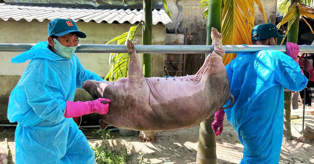Người chăn nuôi giấu thông tin, dịch tả heo lan mạnh