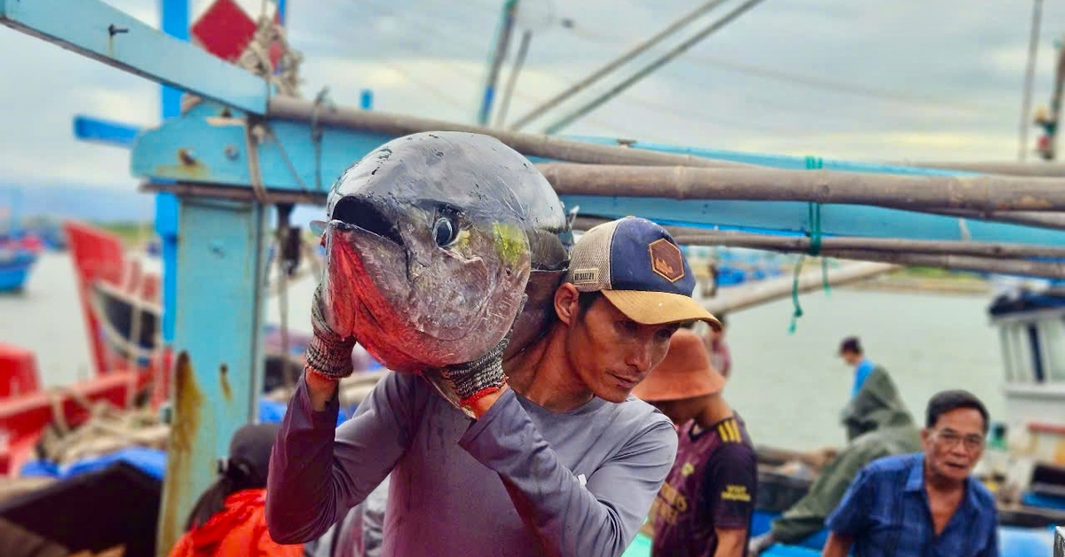 Giá cá ngừ đại dương giảm, ngư dân kéo dài thời gian khai thác
