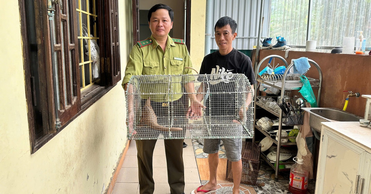 Phát hiện 'khách lạ' lúc nửa đêm, người dân giao nộp tê tê quý hiếm