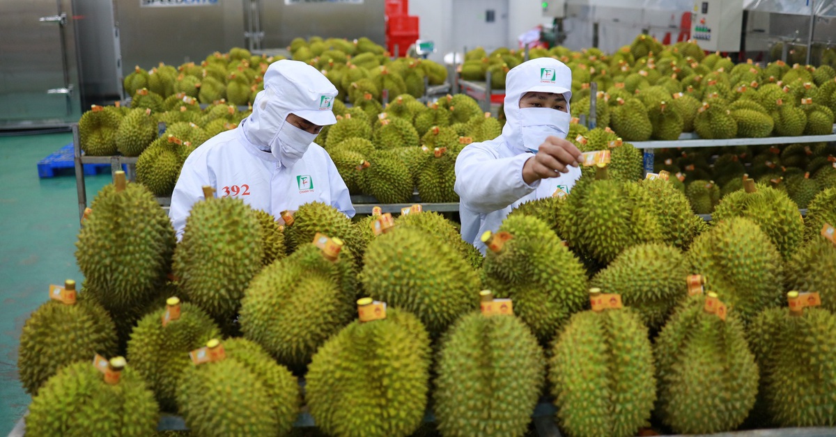 Sầu riêng Việt Nam được Trung Quốc đánh giá rất tốt sau chuyến kiểm tra thực tế