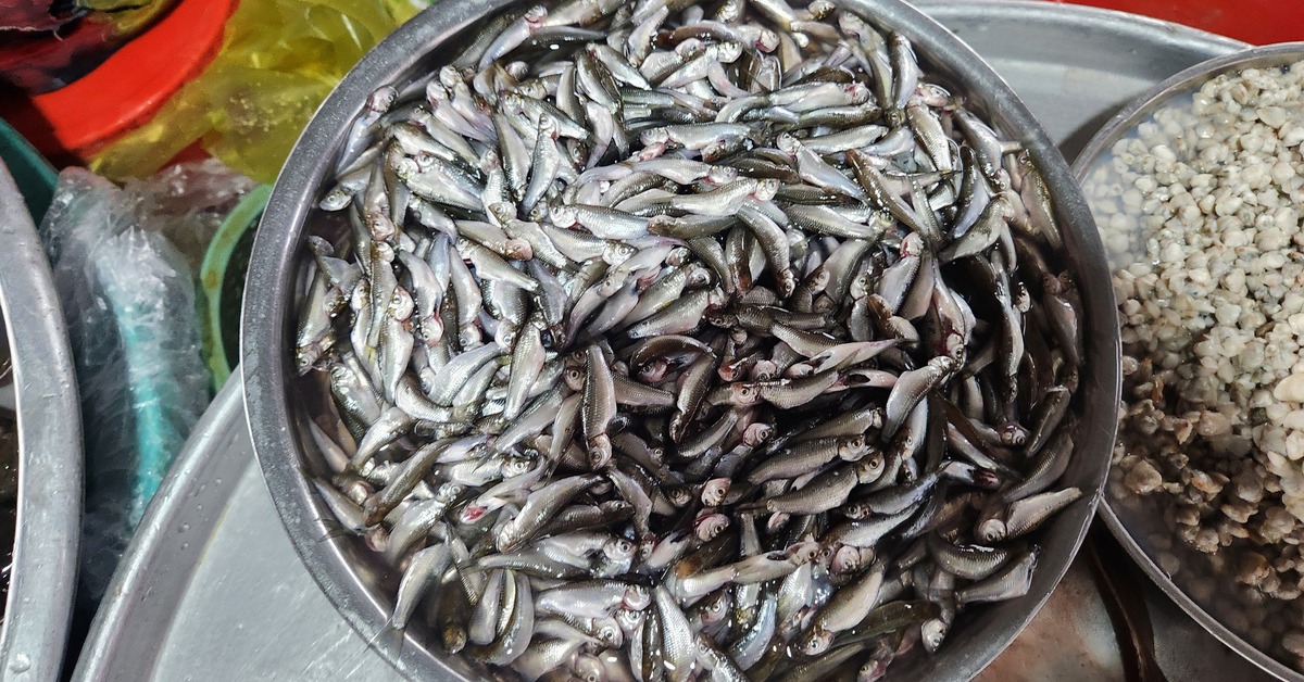 Cá linh đầu mùa đã về chợ với giá 250.000 đồng/kg