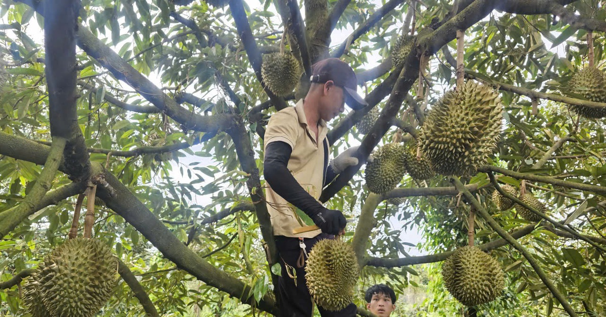 Giá sầu riêng tăng nhẹ sau thông tin tích cực từ thị trường Trung Quốc
