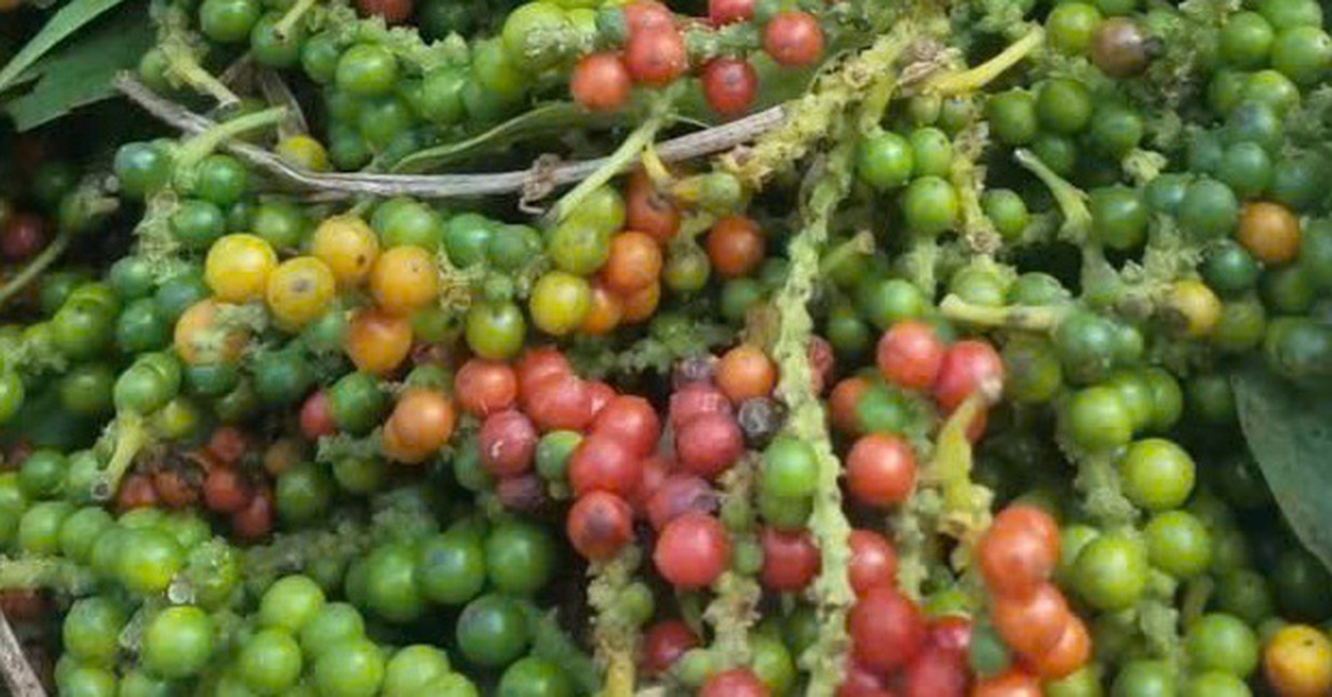 Giá hồ tiêu nội địa tăng nhẹ, giá thế giới bất ngờ giảm