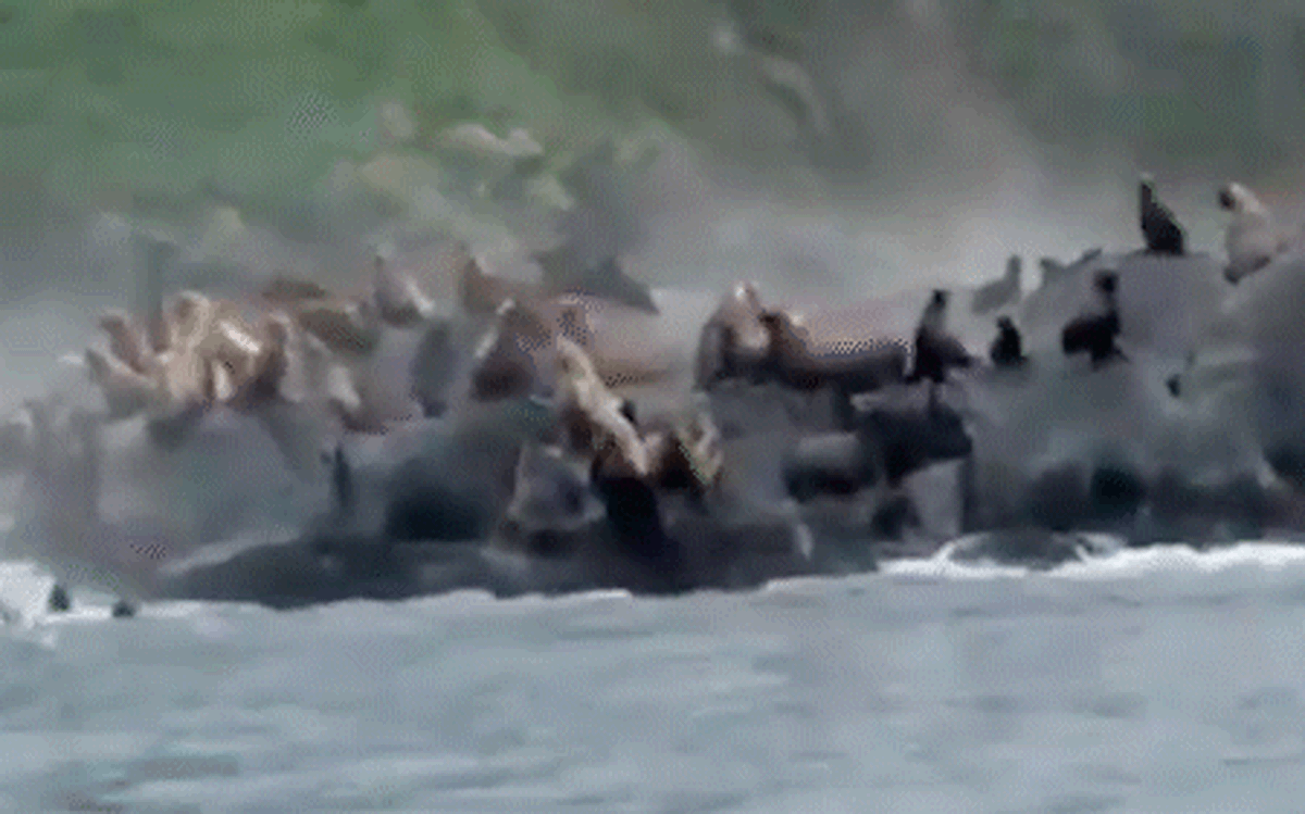 Močan potres pri Kamčatki sprožil strah pred cunamijem in povzročil nenavadne pojave v živalskem svetu