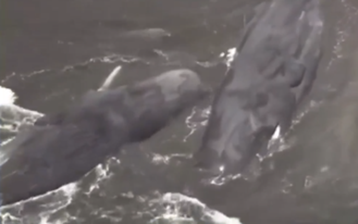 Cá voi dạt vào bờ hàng loạt sau cảnh báo sóng thần ở Nhật Bản