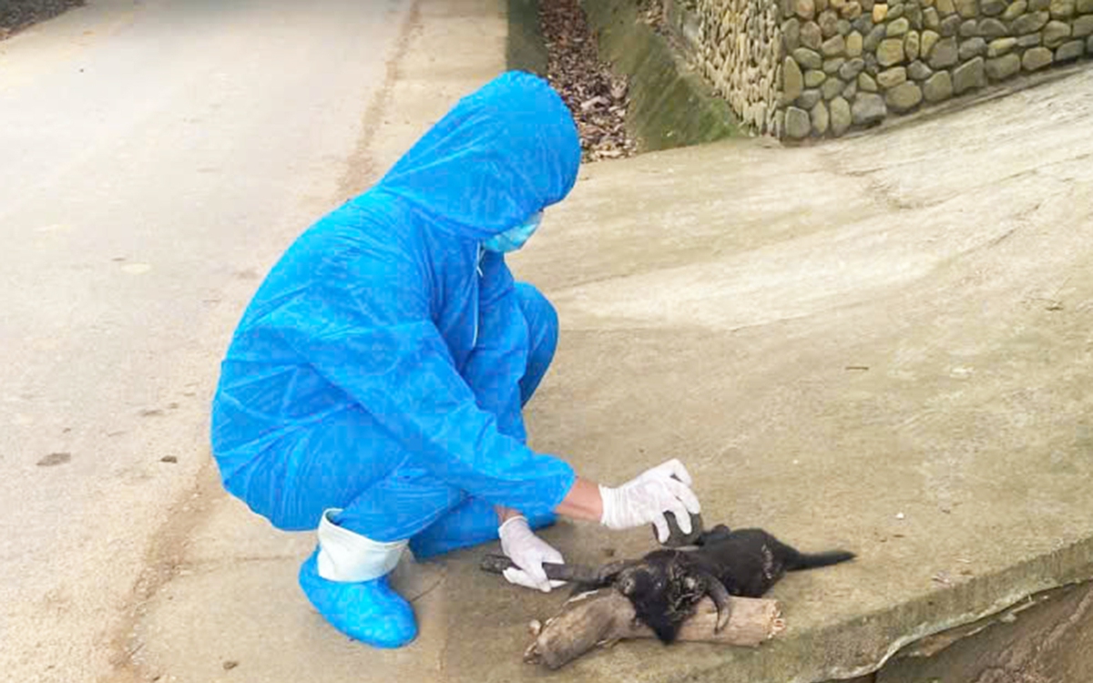 Steklina v Đà Nẵngu: Pes ugriznil pet ljudi, potrjen virus stekline