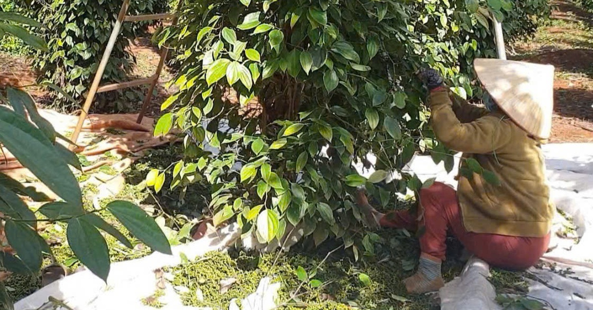 Thu 1 đồng nhưng phải hoàn đến 39 đồng, đến lượt ngành hồ tiêu kiến nghị bỏ thuế VAT