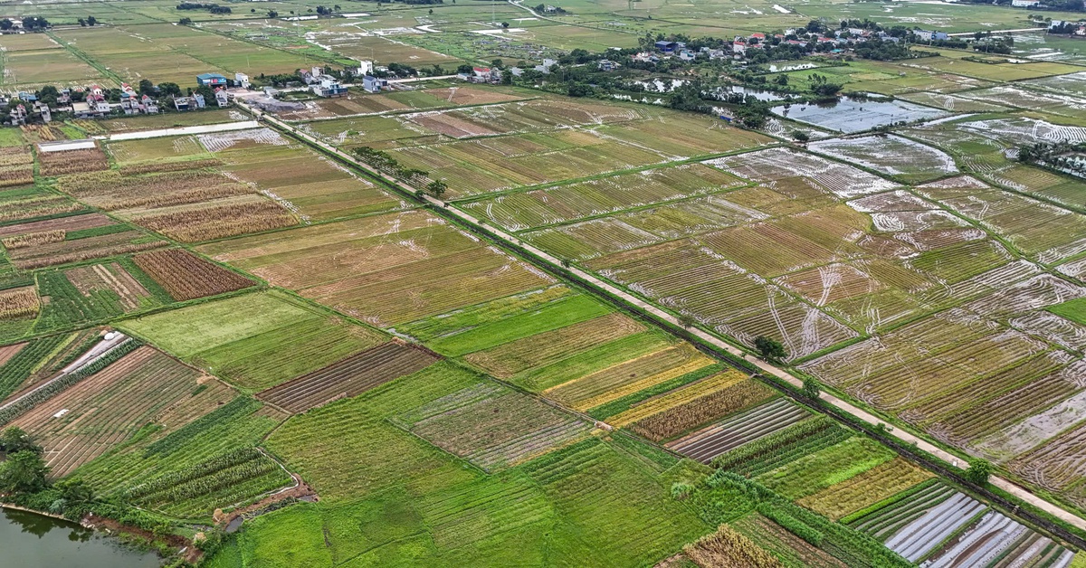 Hàng ngàn tỉ đồng thuế đất mỗi năm tiếp tục được miễn, bà con nông dân yên tâm sản xuất