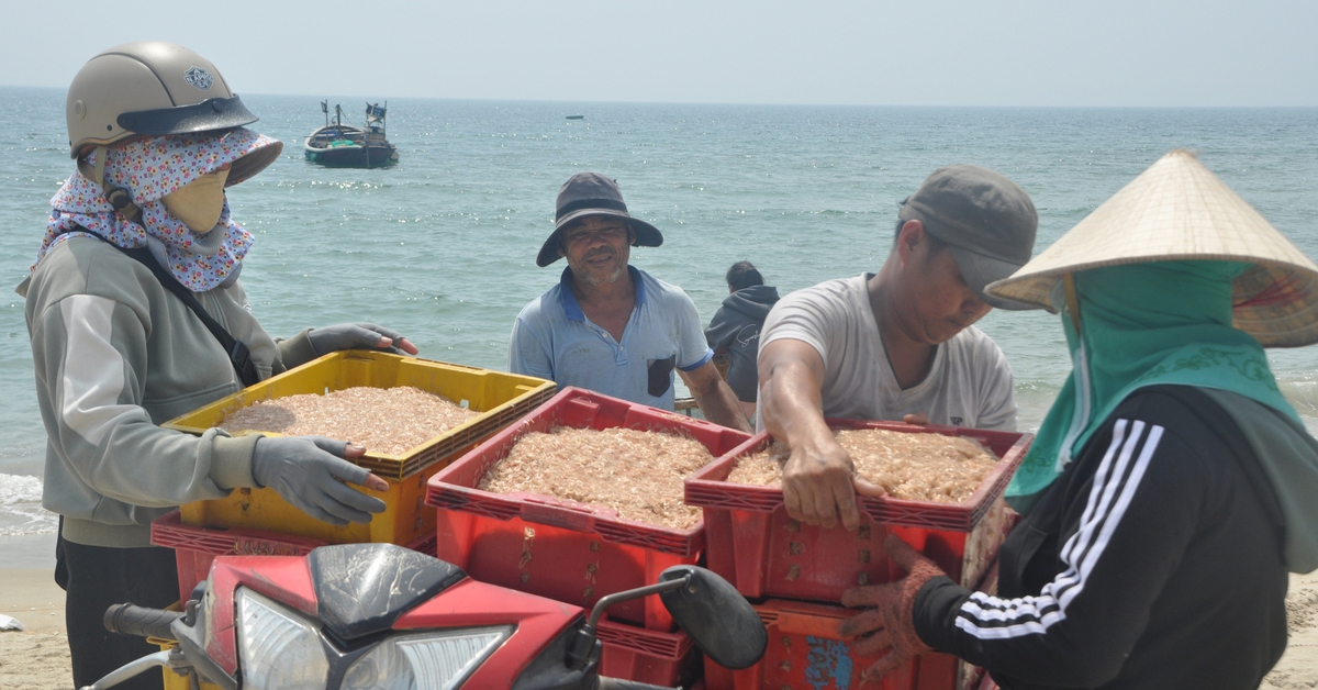 Ruốc xuất hiện dày đặc gần bờ, ngư dân Đà Nẵng đi vớt kiếm tiền triệu mỗi ngày