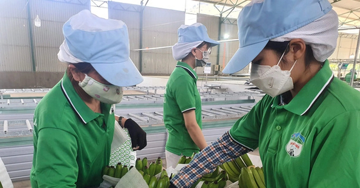 Hoàng Anh Gia Lai chậm trả lãi trái phiếu, sắp có hơn 1.000 tỉ thu nhập bất thường