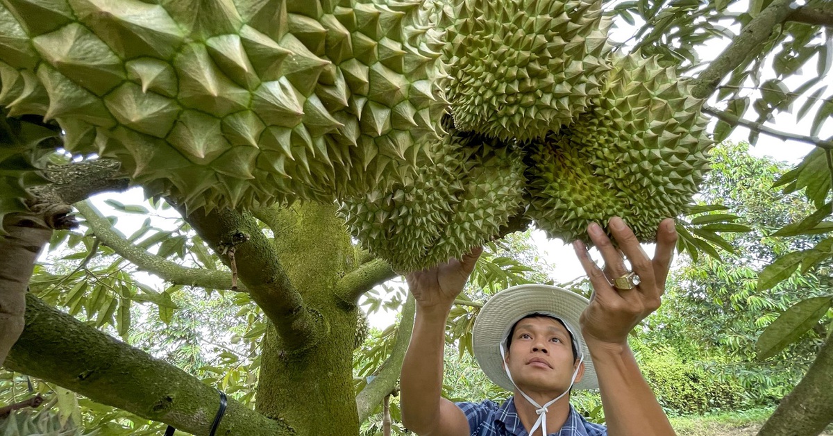 Mời chuyên gia Trung Quốc sang kiểm tra thực địa chuỗi xuất khẩu sầu riêng Việt Nam
