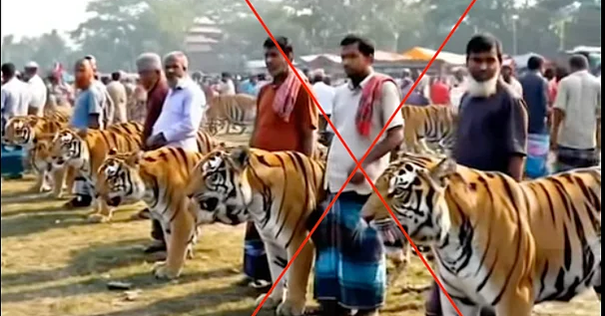‘Chợ bán hổ’ ở Bangladesh là thật hay giả?