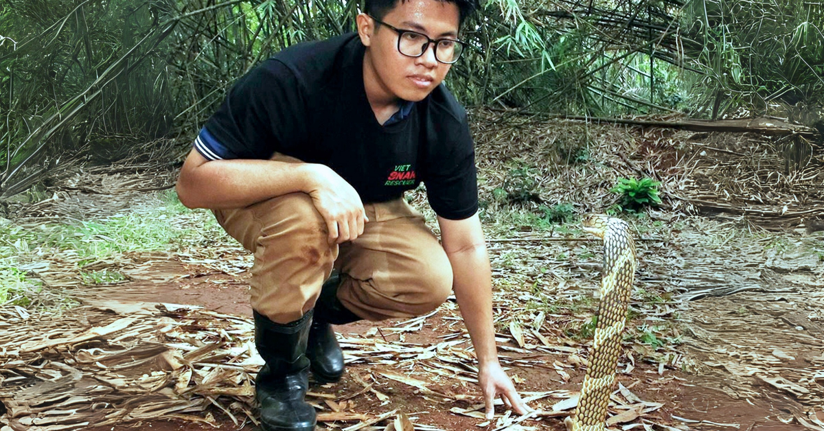 Giải cứu rắn tại TP.HCM: Những người trẻ bảo vệ bò sát hoang dã