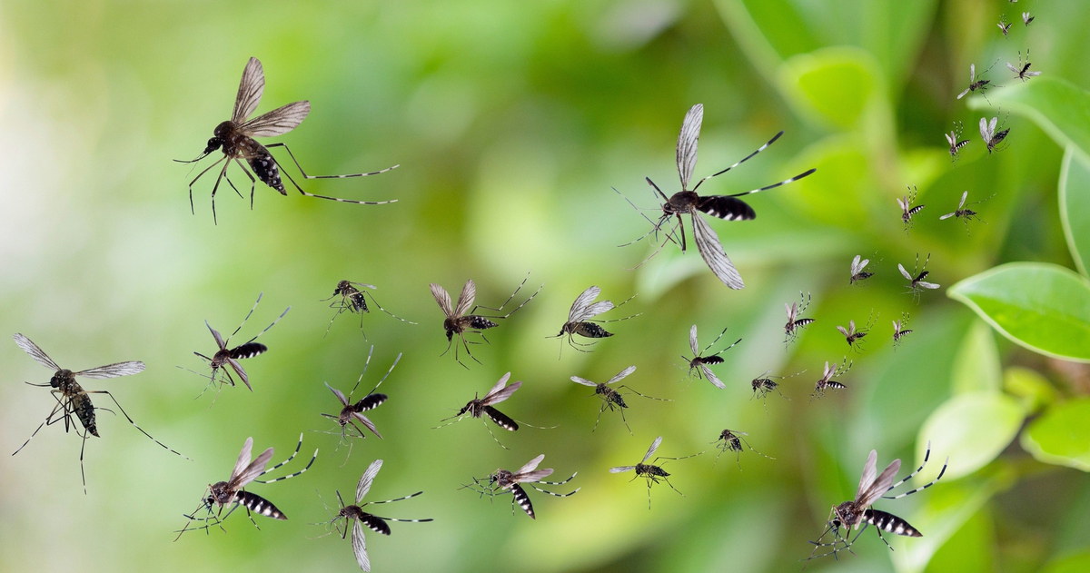 Lấy muỗi trị muỗi