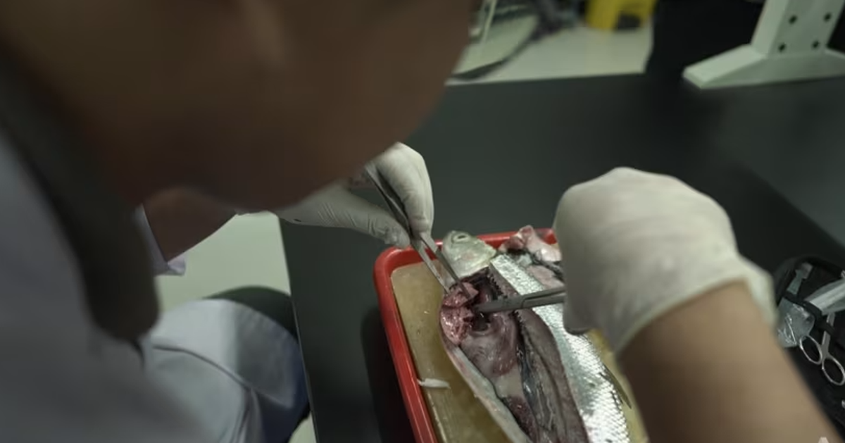 Người Đông Nam Á đang 'ăn nhựa mỗi ngày' mà không hay biết