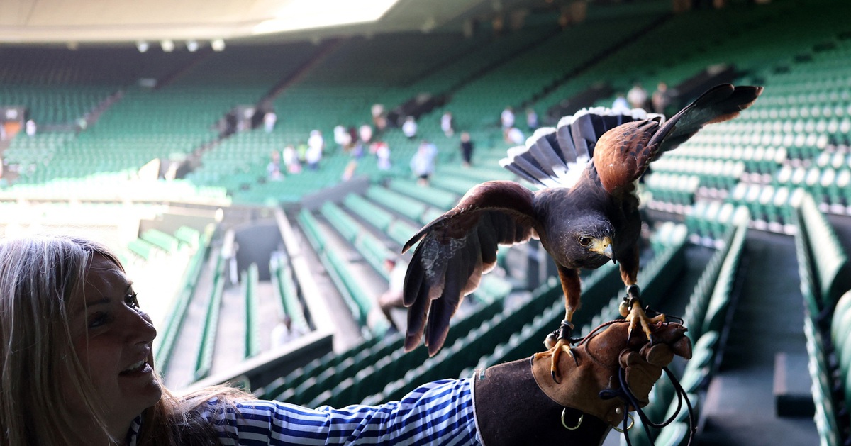 Wimbledon gặp khủng hoảng bất ngờ vì... một chú chim