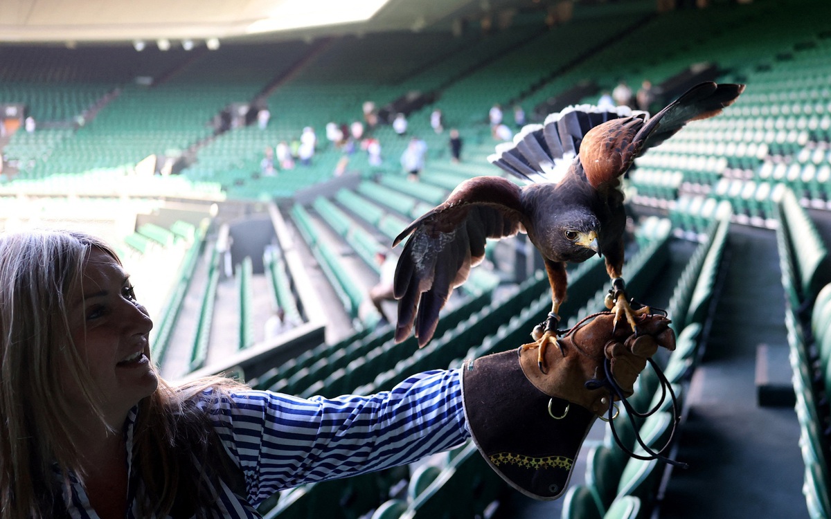 Wimbledon gặp khủng hoảng bất ngờ vì... một chú chim