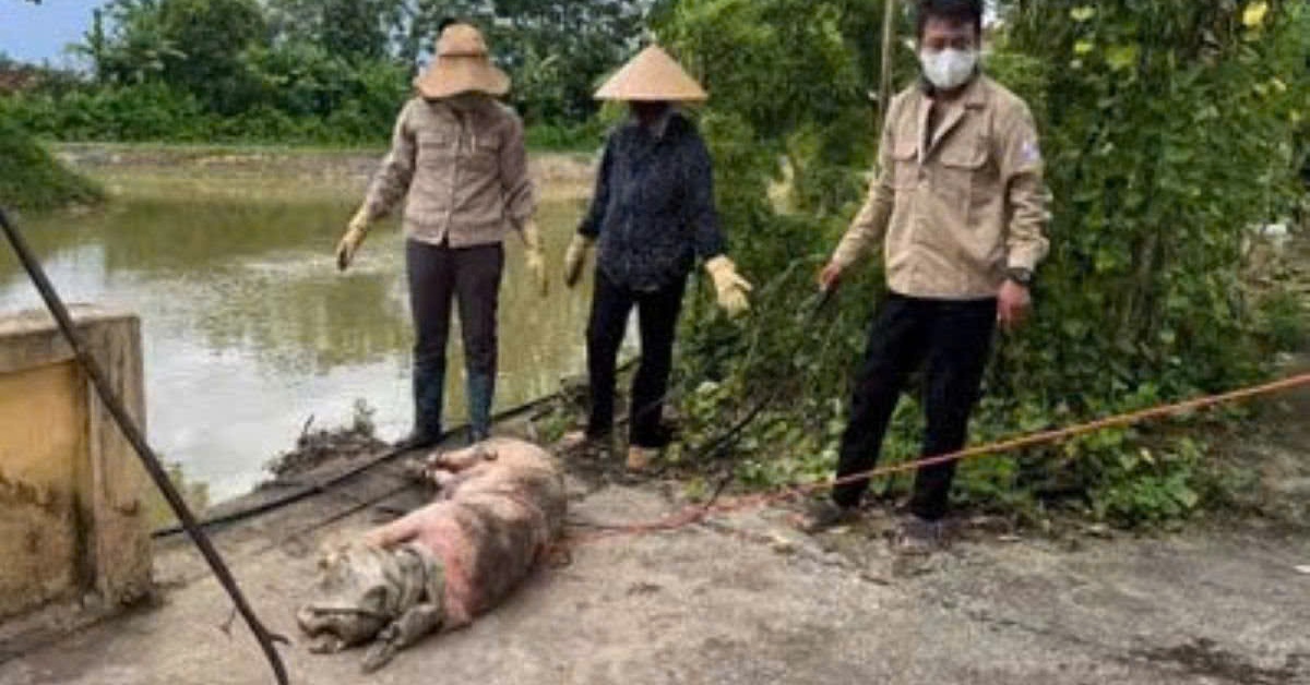 Hàng chục xác heo trên kênh cấp nước, cơ quan chức năng vào cuộc