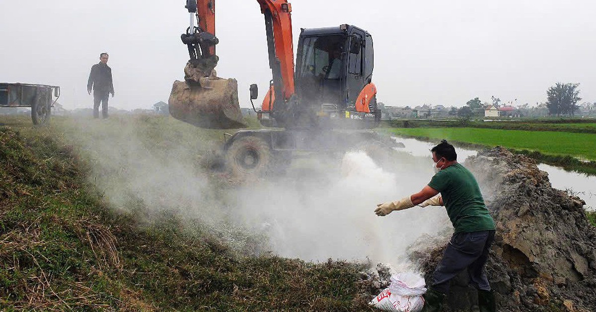 Gần 5.000 con heo mắc dịch tả chết, phải tiêu hủy