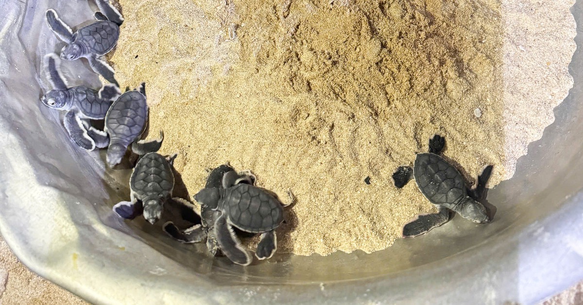 Ổ trứng rùa biển nở đầy rùa con trên bãi cát xã đảo tỉnh Gia Lai