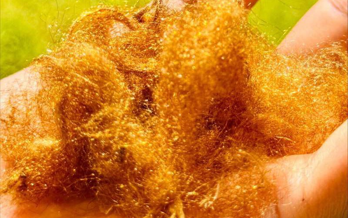 Hồi sinh 'lụa biển' huyền thoại từ sò mai