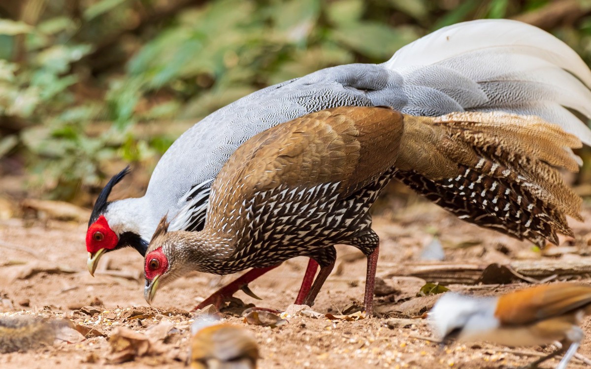 Quy định nuôi, buôn bán gà lôi trắng và động vật nguy cấp, quý hiếm
