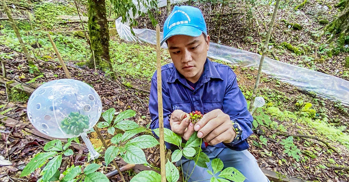 Thaco dự kiến đầu tư trồng sâm Ngọc Linh, dược liệu khoảng 1.250ha ở Đà Nẵng