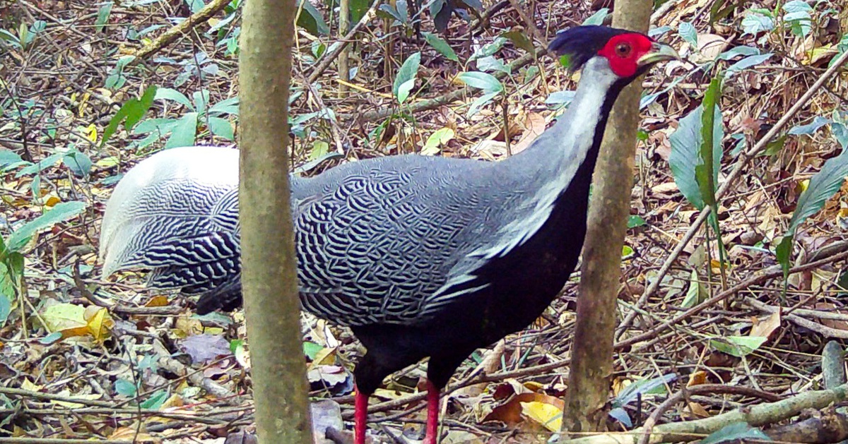 Gà lôi, gà tiền quý hiếm thong dong dạo bộ trong Vườn quốc gia Chư Mom Ray
