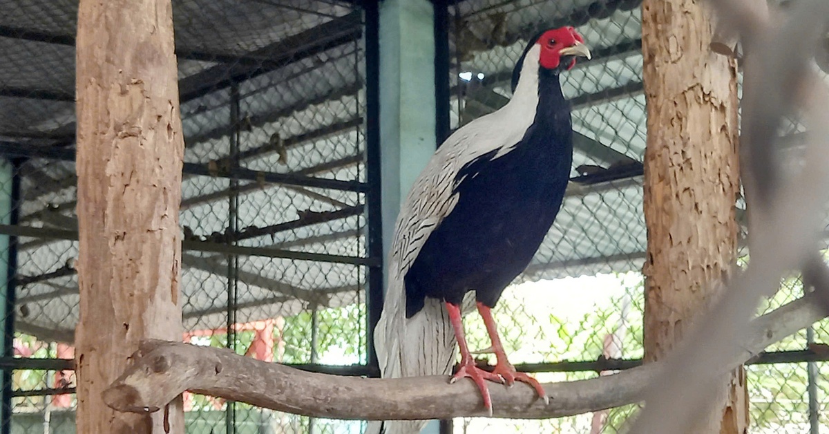 Người dân tự nguyện giao gà lôi trắng cho Kiểm lâm TP.HCM