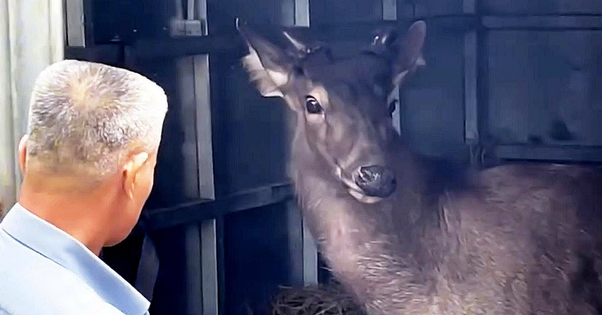 Người dân bàn giao nai 200kg cho Vườn quốc gia Pù Mát