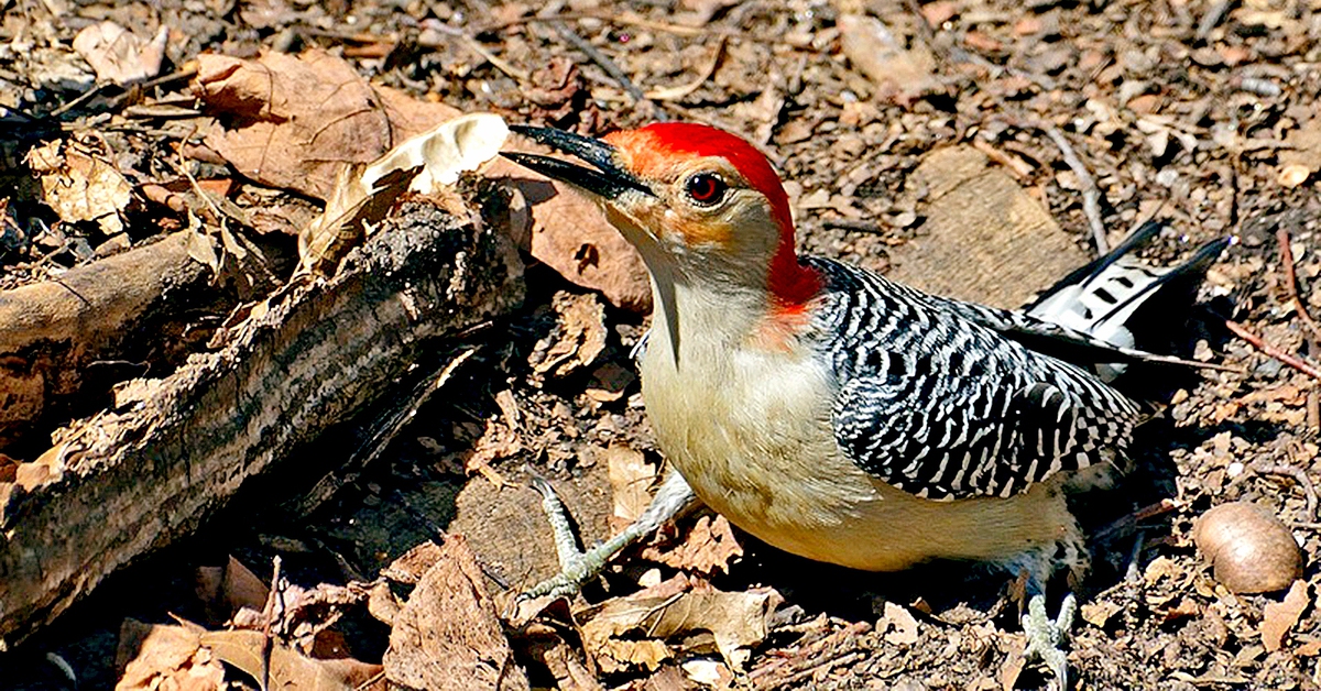 Lưỡi dài cuốn quanh hộp sọ giúp chim gõ kiến giảm chấn động não?