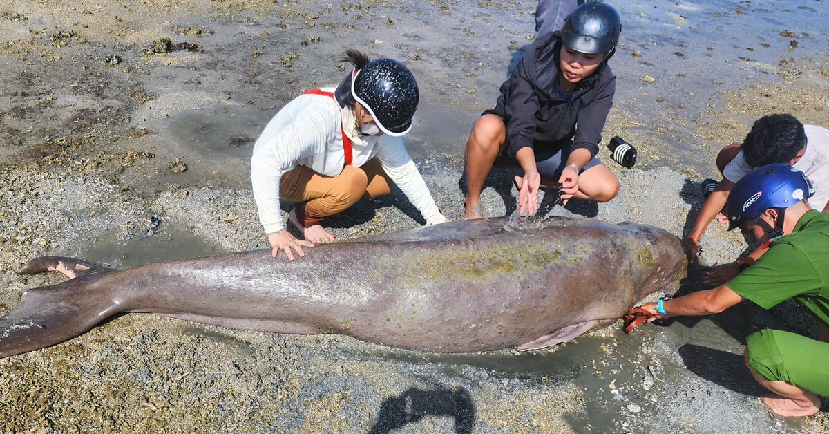Cá nàng tiên quý hiếm gần 300kg dạt vào bờ biển Côn Đảo