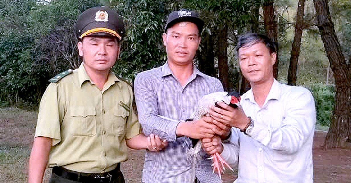 Gà lôi trắng quý hiếm bay vô quán nước, chủ quán liền báo chính quyền