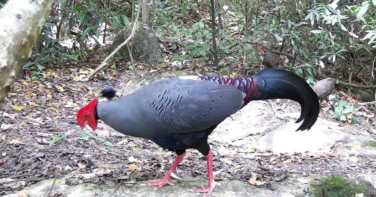 Phát hiện nhiều loài động vật quý hiếm tại Khu Bảo tồn Thiên nhiên Ea Sô