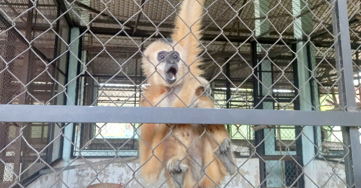 Người dân ở xã Củ Chi tự nguyện chuyển giao vượn má vàng quý hiếm