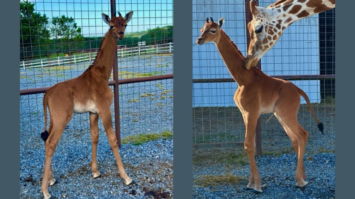 Thực hư về con hươu cao cổ đặc biệt không có vết đốm ở Mỹ