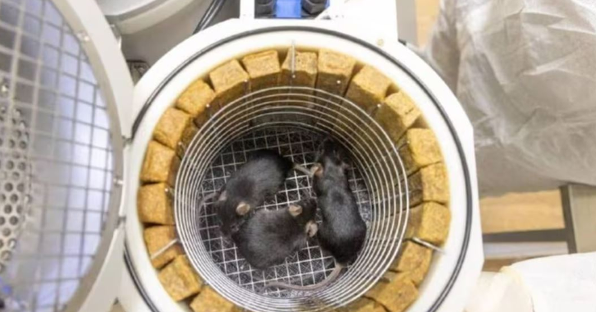 75 con chuột, 1.500 ruồi giấm theo vệ tinh Nga lên không gian