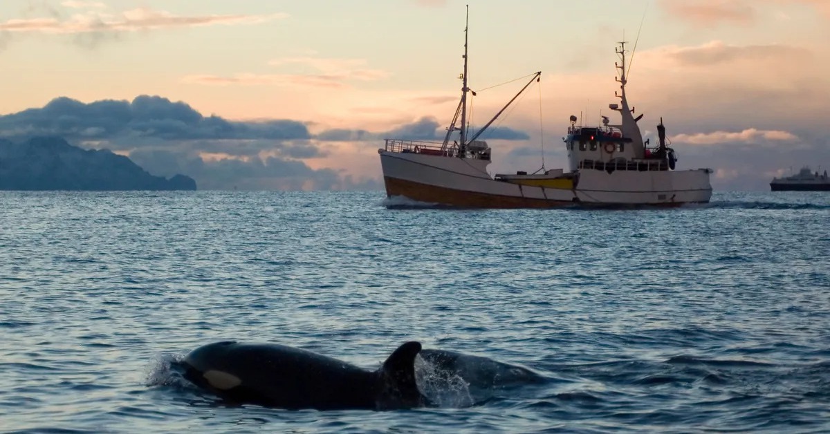 Cá voi 'sát thủ' đánh chìm 1.000 con tàu để trả thù?