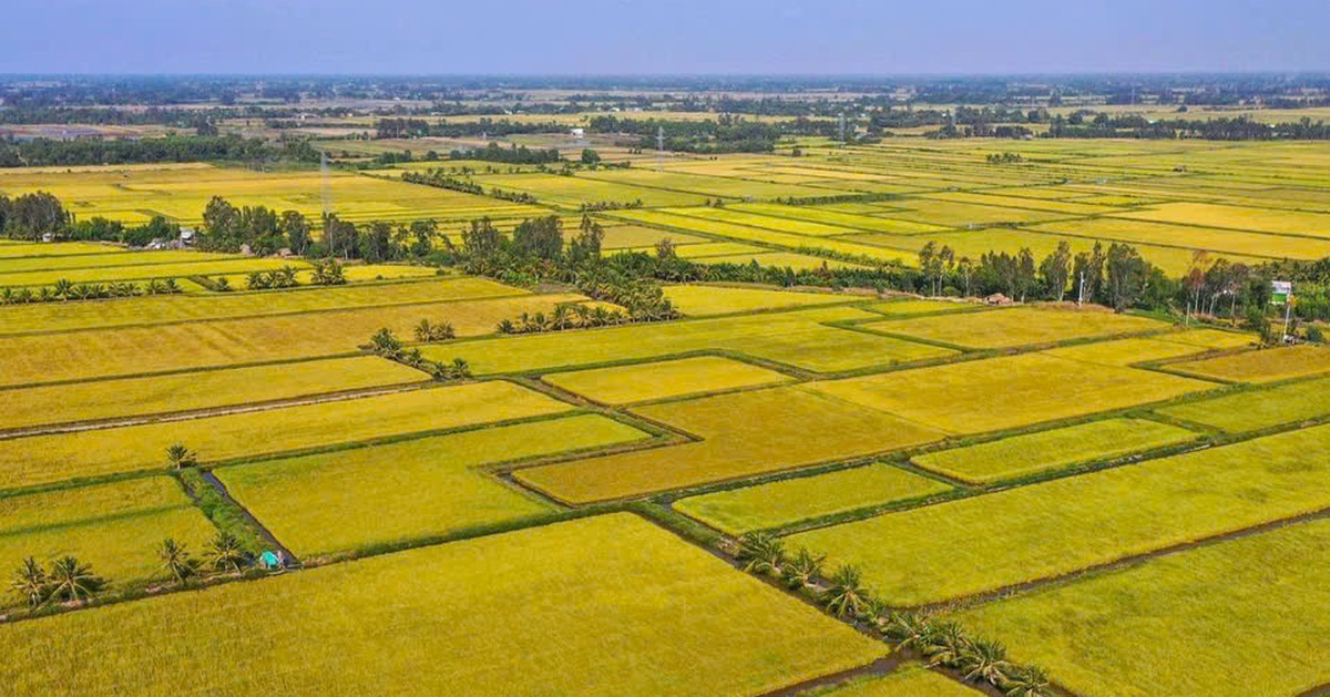 Giá gạo Việt Nam đang cao nhất thế giới, dự đoán còn tăng bất ngờ