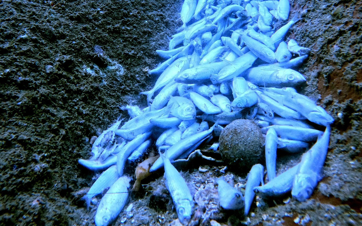 Điều gì khiến cá chết la liệt, san hô gãy dưới đáy vịnh Nha Phu ở Khánh Hòa?