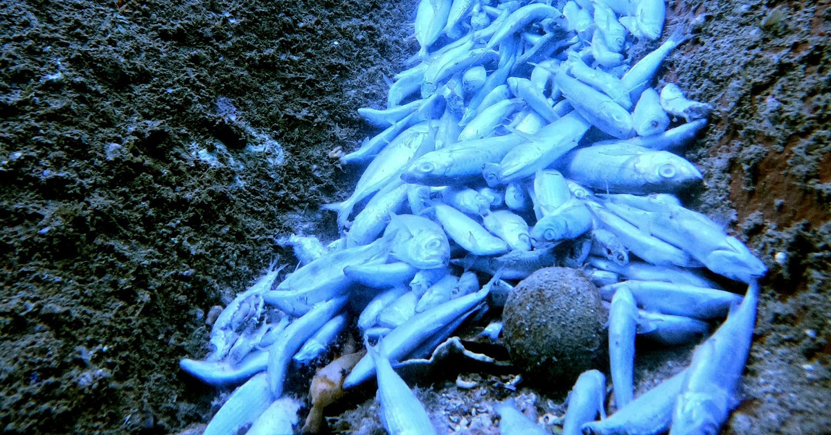 Điều gì khiến cá chết la liệt, san hô gãy dưới đáy vịnh Nha Phu ở Khánh Hòa?