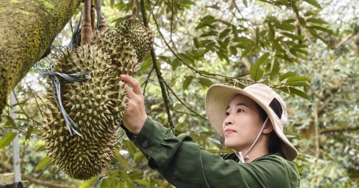 Nông dân trồng sầu riêng Tây Nguyên thấp thỏm vì bão Kajiki