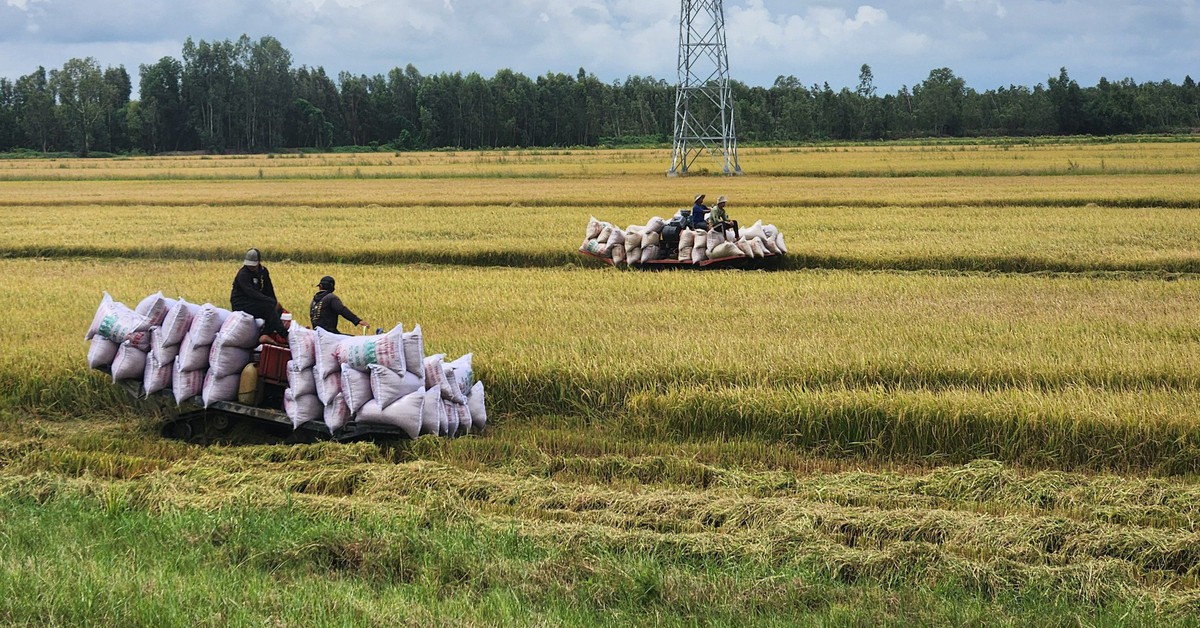 Vì sao giá lúa gạo ở miền Tây giảm mạnh?
