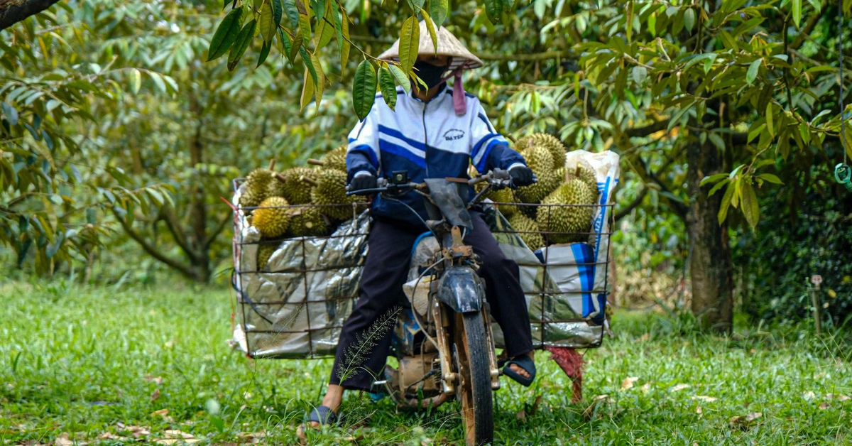 Sầu riêng Lâm Đồng được giá, nhưng nông dân buồn