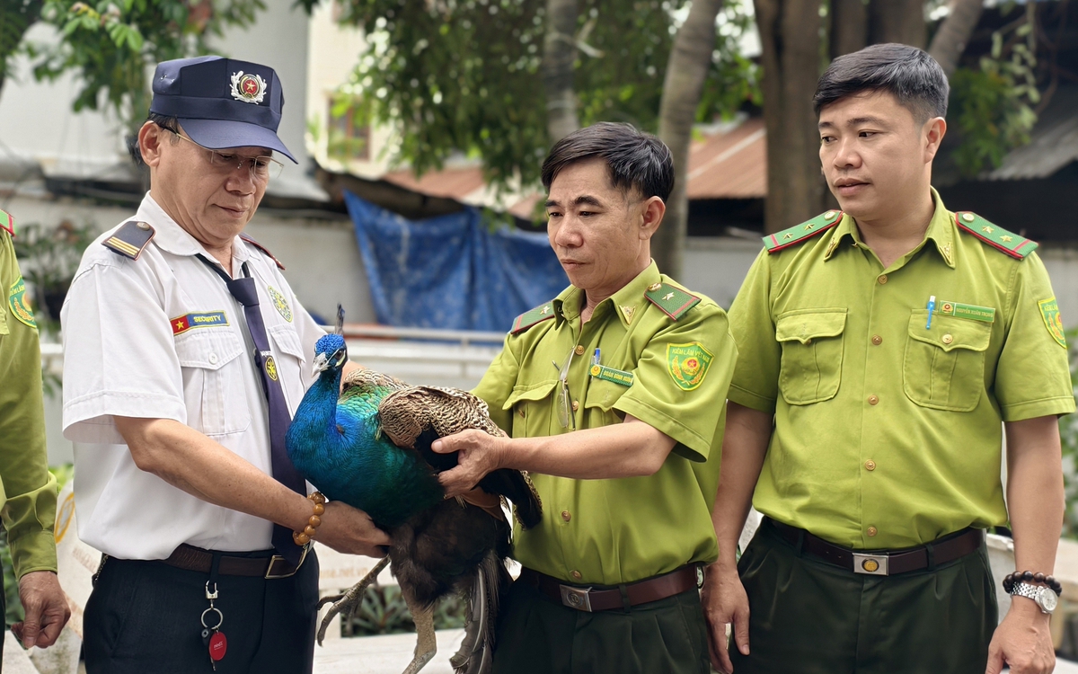 Chim công Ấn Độ 'bay lạc' vào căn hộ chung cư ở phường Tân Hưng, TP.HCM
