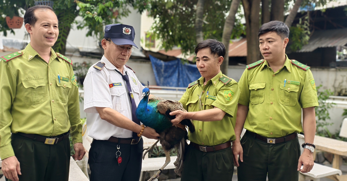 Chim công Ấn Độ 'bay lạc' vào căn hộ chung cư ở phường Tân Hưng, TP.HCM