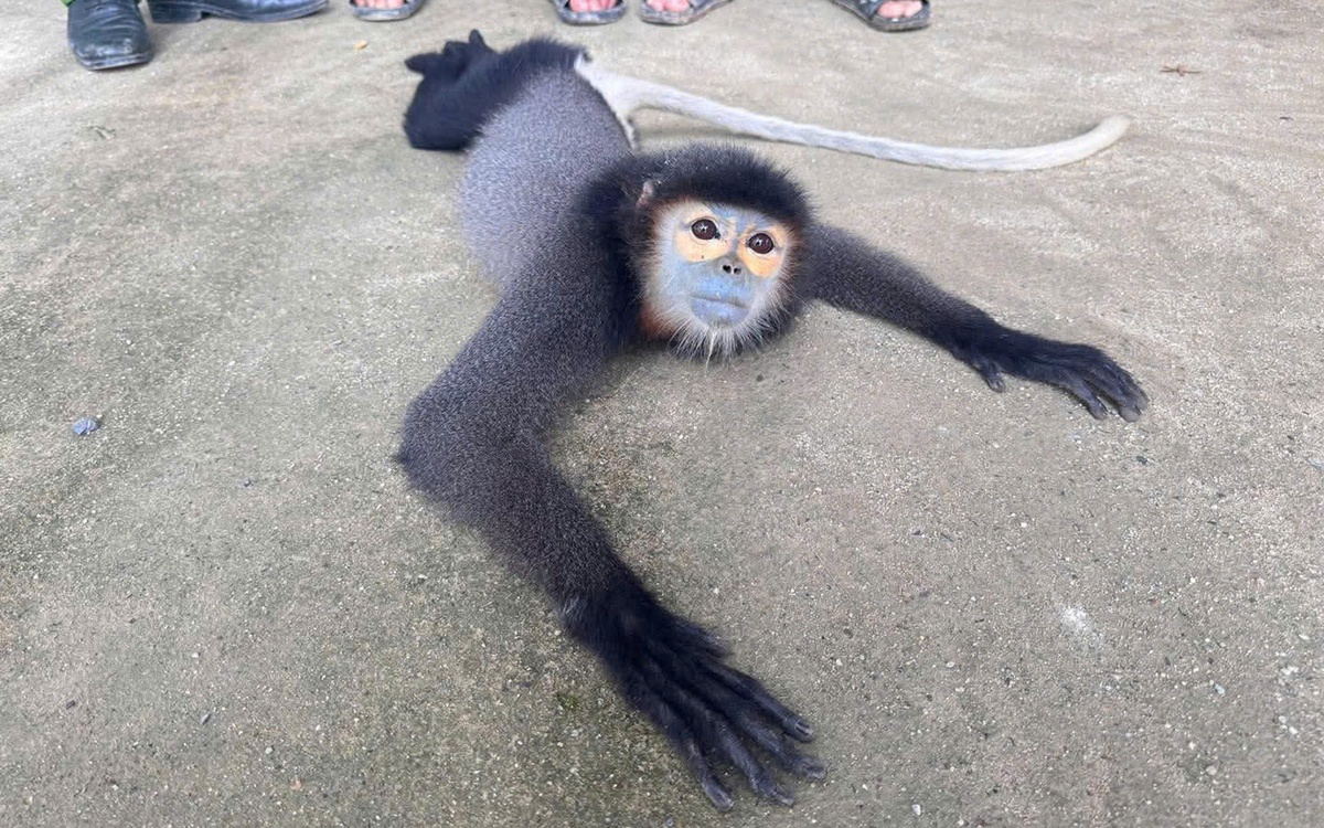 Thấy voọc chà vá quý hiếm bị thương, người dân đưa đi bàn giao cho ngành chức năng