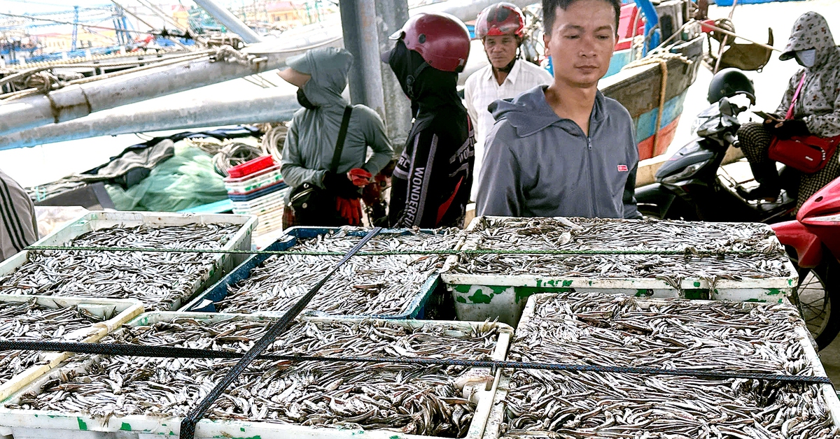 Ngư dân Quảng Trị trúng cá cơm, cảng cá nhộn nhịp từ sáng sớm