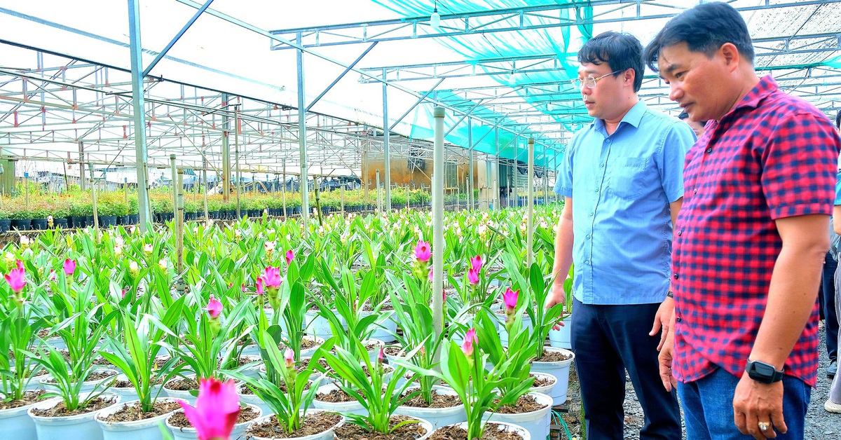 Hoa sen nghệ 3 màu ở làng hoa Sa Đéc hút khách